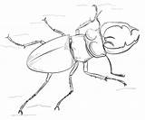 Escarabajos Beetle Volante Cervo Colorare Stag Supercoloring Escarabajo Tutorials Disegni sketch template