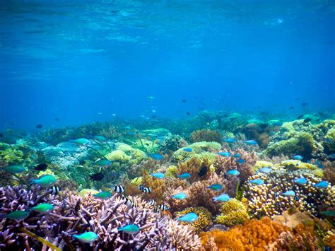 konsep gambar pemandangandi  laut gambar pema vrogueco