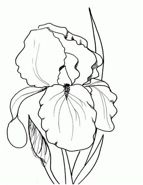 spring  summer coloring pages coloring home