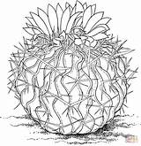 Cactus Coloring Drawing Pages Brain Barrel Saguaro Stenocactus Printable Getdrawings Flowers Adult Colouring sketch template