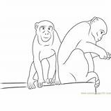 Macaque Rhesus Monkey sketch template