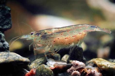 popular freshwater shrimp types   tank fishkeeping world