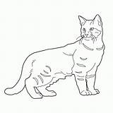 Gato Colorear Pisica Colorat Planse Gatti Desene Pagine Gattino Pisici Katzen Gratuitamente Colouring Sagoma Gatto Animale Coloringpagesforadult Educative Trafic Himalaya sketch template