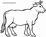 Sapi Mewarnai Hewan Sketsa Kuh Gado Pages Krowa Ausmalbilder Boi Euter Disegno Kurban Pintar Cows Herd Mucche Kambing Colorare Mucca sketch template