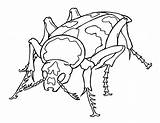 Beetle Rhino Coloring Drawing Rhinoceros Getdrawings sketch template