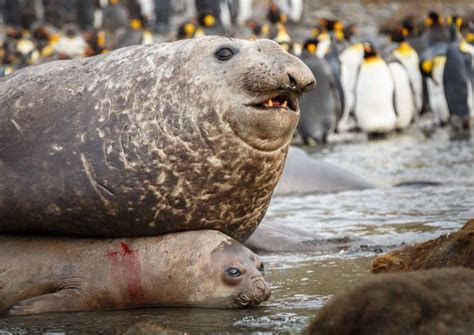heavy load remarkable pictures show four tonne male elephant seal pinning lucky female