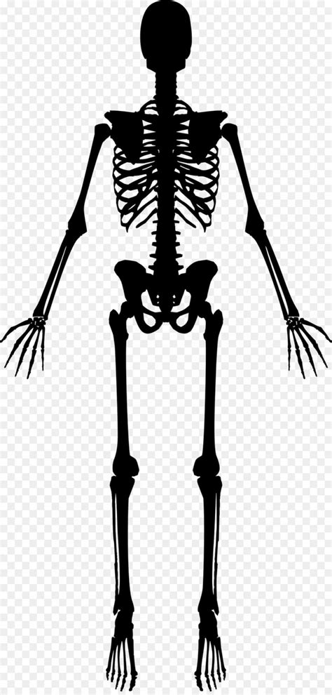 human skeleton vector  vectorifiedcom collection  human skeleton