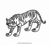 Tiger Outline Drawing Clipart Coloring Popular Getdrawings Coloringhome sketch template