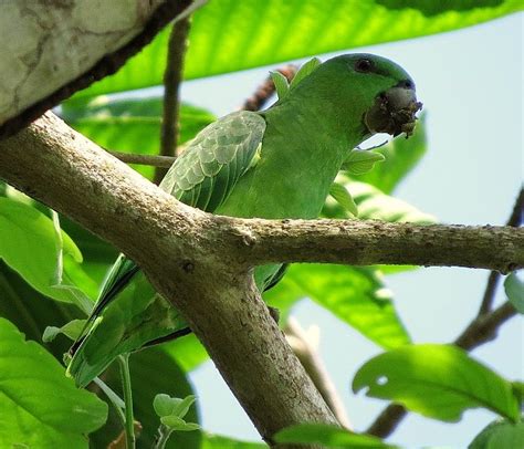 parrots brazils colorful avian clowns  birds