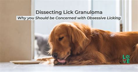 Dissecting Lick Granuloma Why You Should Be Concerned With Obsessive