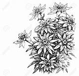 Edelweiss Foliage Etching Bloem Alpenblumen 123rf Ets Illustrationen Vektoren sketch template