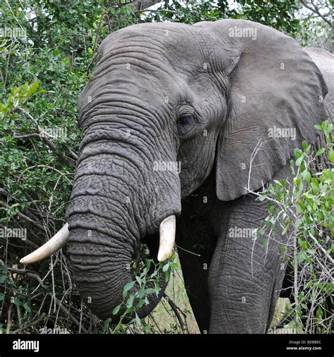 side view   young african elephant head enjoying munching fresh
