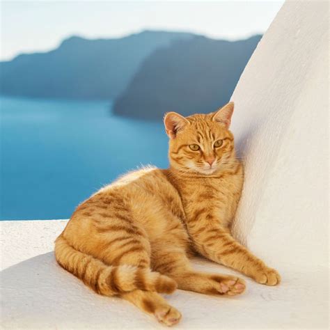 Job Listing At Cat Sanctuary On Greek Island