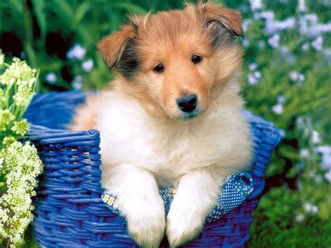 cute baby dog pictures