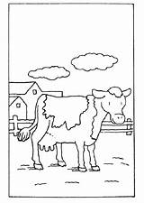 Koe Ausmalbilder Mucche Krave Ferme Cows Vache Kuh Mewarnai Sapi Colorare Vaquitas Colorat Animasi Koeien Kolorowanki Dieren Krowy Vaca Vacas sketch template
