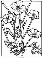 Poppy Colorare Wildflower Wildflowers Ritagliare Dover Doverpublications sketch template