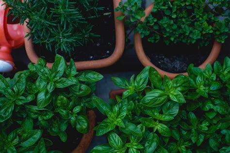 care  indoor herbs  plant guide