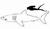 Squalo Shark Bianco Requin Colorare Disegni Hai Ausdrucken Ausmalbild Primanyc sketch template