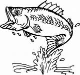 Bass Fish Coloring Clipart Pages Fishing Clip Outline Drawing Fly Jumping Vector Man Boat Cliparts Striped Silhouette Printable Sea Illustration sketch template