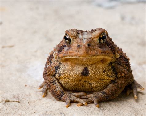 toad google search toad cute frogs frog pictures