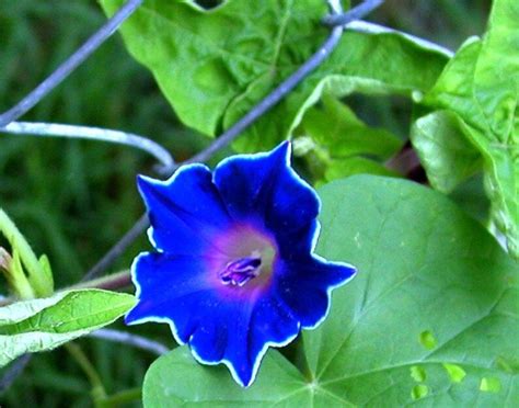 blue picotee japanese morning glory  rare seeds etsy