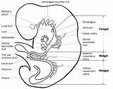 Digestive System Gut Embryo Development Primitive Fetal Embryology Tract Foregut Midgut Trunk Mid Supply Hind Fore Anatomy Duodenum Artery Celiac sketch template