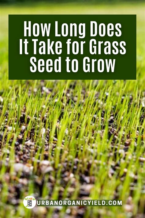 grass seed tips   grow fast planting grass grass seed