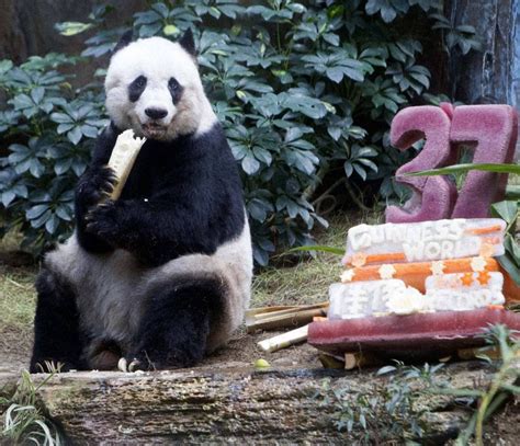 Panda Jia Jia Turns 37 Becoming The Oldest Ever Giant