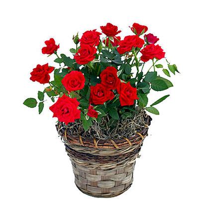 romantic red mini roses plant  flower delivery flower shop
