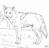 Coloring Coyote Jackal Pages Drawing Printable American Adults Supercoloring Color Animal Print Malarbilder sketch template