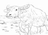 Coloring Ox Buffalo Pages Water Bills Getcolorings Getdrawings Color sketch template