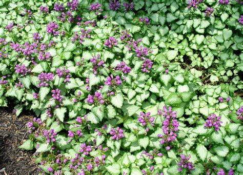 shady groundcover  silvery leaves  purple flowers georges