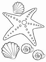 Starfish Seestern Stella Ausmalbilder Seashells Mandala Xcolorings sketch template