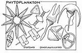 Phytoplankton Plankton Slipper sketch template