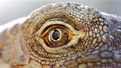 alligators dinosaurs  truth   ancient reptiles