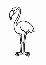 Flamingo Outline Clipart Kid Coloring sketch template