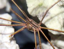 arrow crab  dallas world aquarium