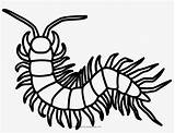 Centipede Coloring Millipede Outline Pages Pngkey Popular sketch template