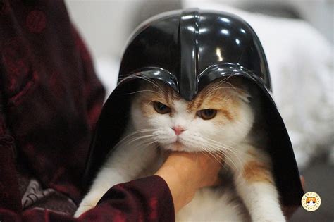 Star Wars Darth Vader Scottish Fold Cute Cats Dark Side