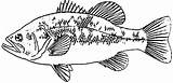 Coloring Carp Crappie Fish Pages Drawing Designlooter Getdrawings Bass 408px 17kb Choose Board sketch template
