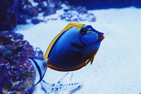 images underwater blue fish reef close  macro photography