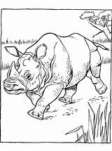 Neushoorn Nashorn Indiaase Kleurplaat Indisches Kleurplaten Rhinoceros Malvorlage Stimmen sketch template