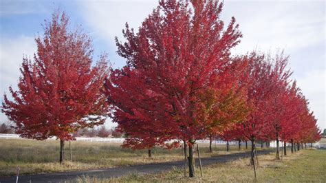 trees  flaunt brilliant fall color arbor day blog