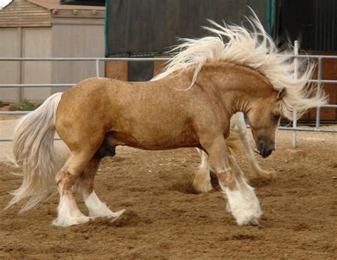 palomino fresian horses horse breeds  beautiful horses