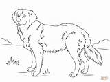 Golden Retriever Coloring Pages Dog Printable Dogs Drawing Cute Print Retrievers Puppies Puppy Lab Color Labrador Supercoloring Super Book Getcolorings sketch template