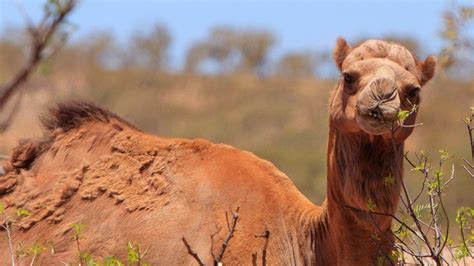 Australia To Cull Thousands Of Camels Bbc News