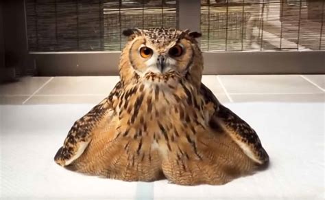 owls   minutes funny  cute owl compilation