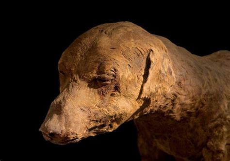 mummified dog ancient egypt photo  fanpop