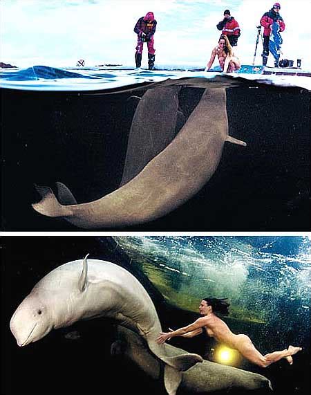 A Naked Russian Woman Swims With White Whales In Arctic The Korea Times