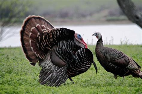 free picture pair wild turkey birds male female breeding